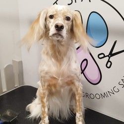 Furminiranje pasa Vracar