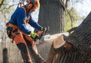 Potkresivanje stabala – Cene i saveti