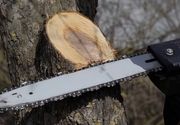 Kada je najbolje vreme za seču drveta – vodič