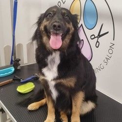 Furminiranje pasa Vracar