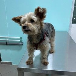 Vakcinacija pasa Cerak Žarkovo 