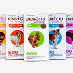 Bravecto, tablete protiv buva i krpelja