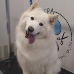 Kupanje, furminiranje i oblikovanje Samojed Vracar