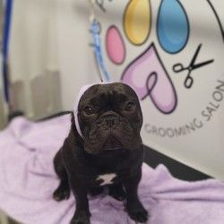 Furminiranje pasa Francuski buldog Vracar