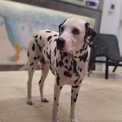 Furminiranje pasa Dalmatinac Vracar