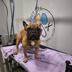 Furminiranje pasa Francuski buldog Vracar