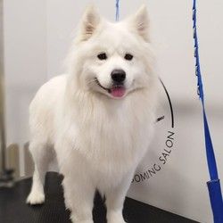 Kupanje i oblikovanje pasa Samojed Vracar