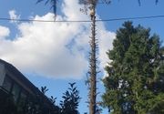SECA STABLA CRVENI KRST