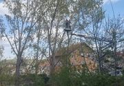 SECA TOPOLA VIŠNJICA