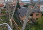 SECA VISOKIH TOPOLA