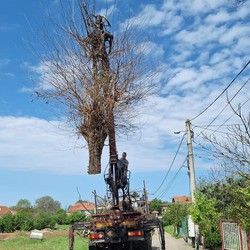 SECA DRVETA BANOVO BRDO