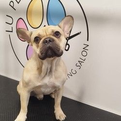 Furminiranje pasa Francuski buldog Vracar