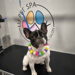 Furminiranje pasa Francuski buldog Vracar