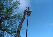 seca hrasta visine 35m Rakovica