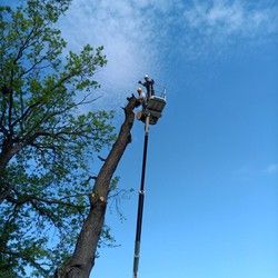 seca hrasta visine 35m Rakovica