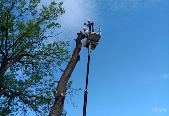 seca-hrasta-visine-35m-rakovica-98dd0a.jpg