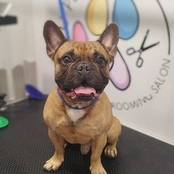 Furminiranje pasa Francuski buldog Autokomanda