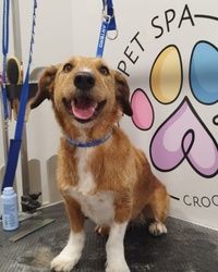 Trimovanje pasa Vracar