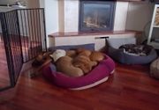 Hotel za pse