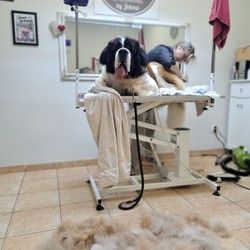 Kupanje velikih pasa Bernardinca Beograd
