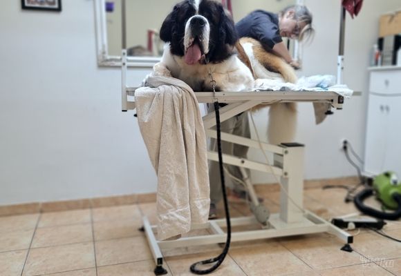 Kupanje velikih pasa Bernardinca Beograd