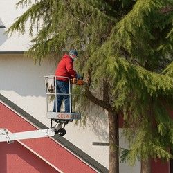 Seča drveta koje ugrožava krov