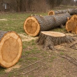 Uklanjanje starog i suvog oraha