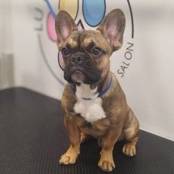 furminiranje-pasa-francuski-buldog-dusanovac-5cde6a.jpg