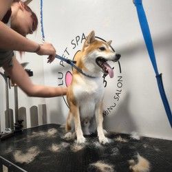 furminiranje-pasa-shiba-inu-vracar-98944c.jpg
