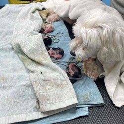 Dezurni veterinar Batajnica