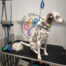 furminiranje velikih kratkodlakih pasa Vračar