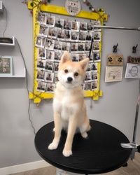 Furminiranje pasa Pomsky Vračar