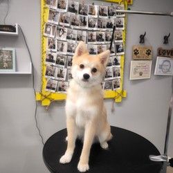 Furminiranje pasa Pomsky Vračar