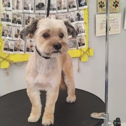 Šišanje pasa Maltipoo Vračar