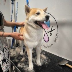 Furminiranje pasa ShibaInu Vračar