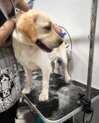 Furminiranje pasa Labrador Vračar