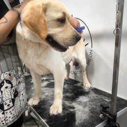 Furminiranje pasa Labrador Vračar