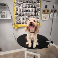 Šišanje pasa Maltipoo Vračar