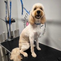 Šišanje pasa GoldenDoodle Vračar