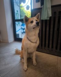 Furminiranje pasa JapanskaAkita Vračar
