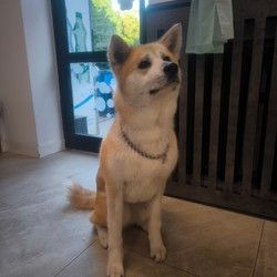 Furminiranje pasa JapanskaAkita Vračar