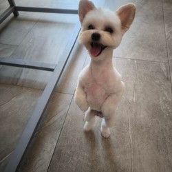 Šišanje pasa Maltipoo Vračar
