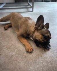 Furminiranje pasa Francuski Buldog Dušanovac