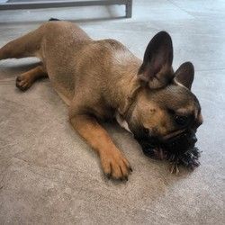 Furminiranje pasa Francuski Buldog Dušanovac