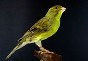 Timbrado spanski kanarinci