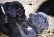 cane corso stenci