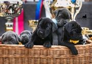 cane corso stenci