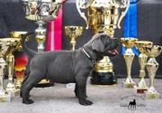 cane corso stenci