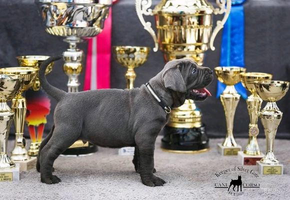 cane-corso-stenci-8ca5ae-75542a85-1.jpg