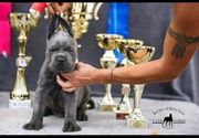 cane corso stenci